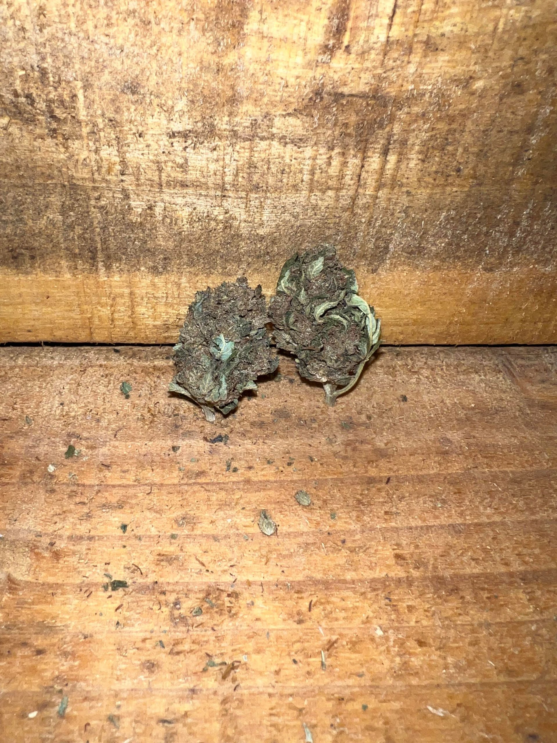 Fleurs de cbd - Mimosa