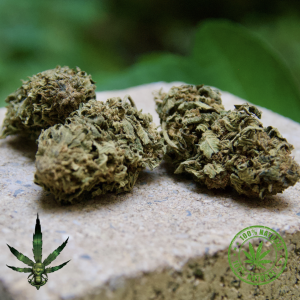 AMNESIA OUTDOOR - SPICY FLOWERS