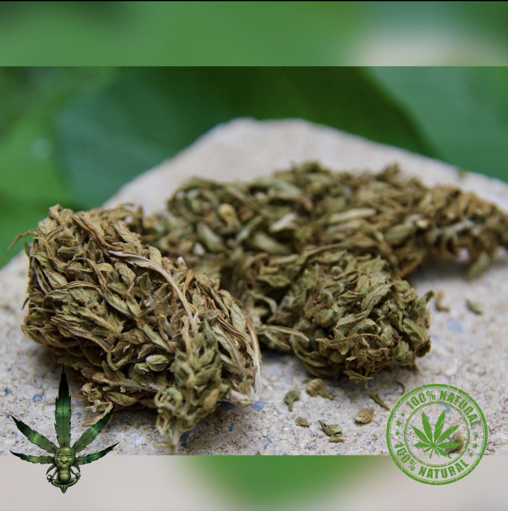 FLEURS DE CBD – PINEAPPLE EXPRESS OUTDOOR