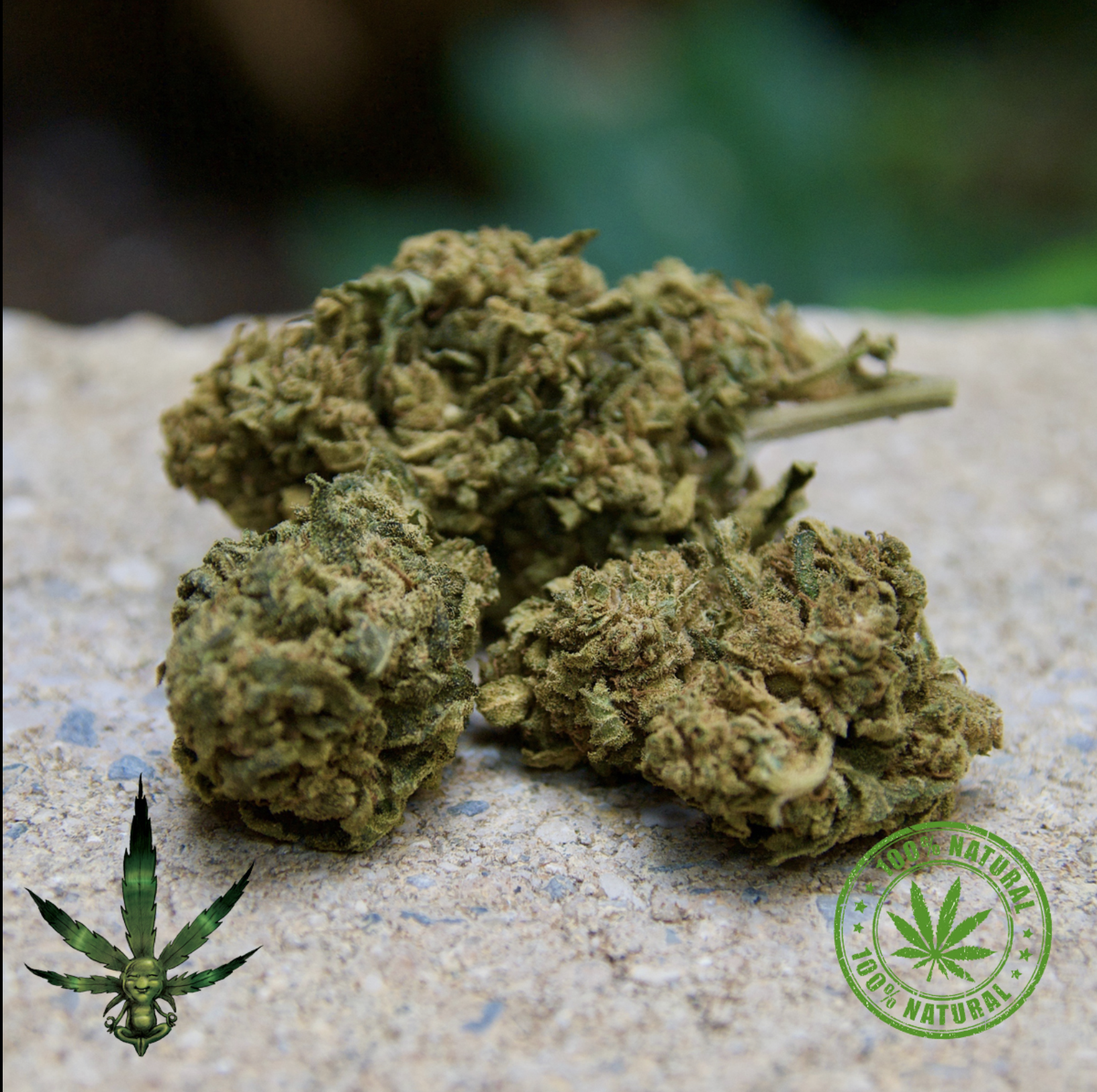 FLEURS DE CBD – WENDI CAKE GREENHOUSE