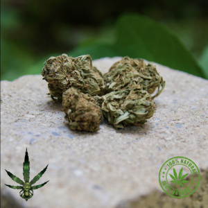 FLEURS DE CBD – AK47 GREENHOUSE