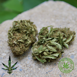 FLEURS DE CBD – SUPER SYLVER HAZE OUTDOOR-