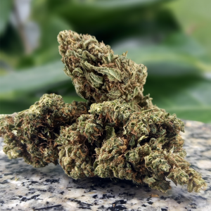 Fleurs de CBD - Rosatta Jack Herer